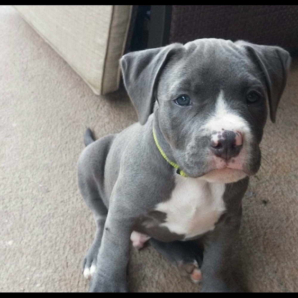 Meet your Posher, Wes - Picture 4 of 9